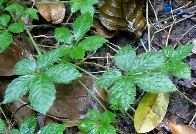 会觉得熟悉,因为五叶草其实是绞股蓝其中一个品种,有五叶和七叶的区别