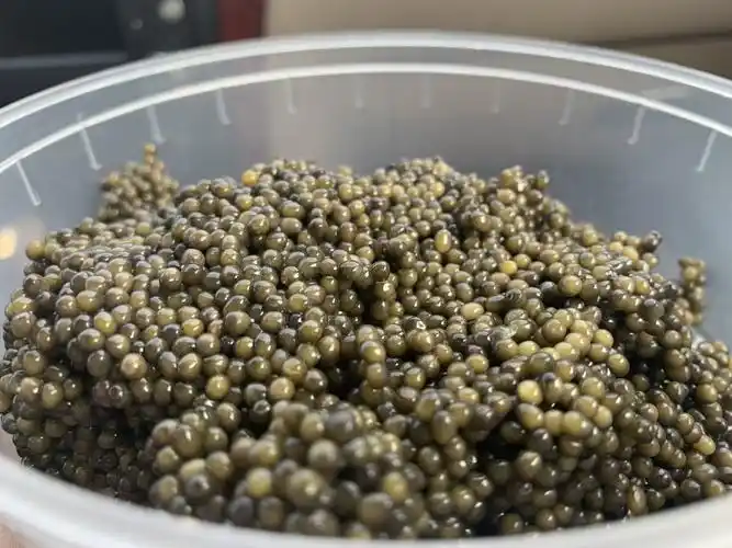 黑龙江鲟鱼籽 东北特产鲟鳇鱼籽 2021年新鲜鱼籽酱厂家直销