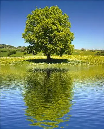 树的图片_图片大全