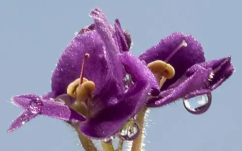 discovering african violets