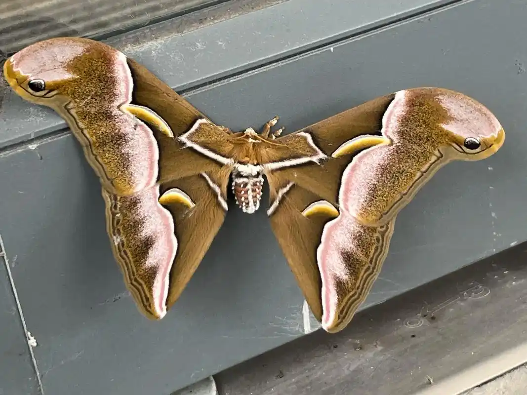 眉纹天蚕蛾,学名samia cynthia (drury, - 抖音