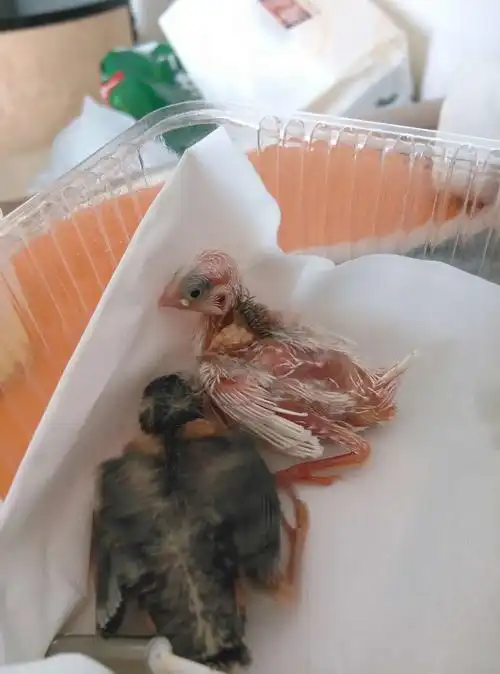 (照片已上小白健康)| 笼鸟繁殖 - 青鸟,花鸟鱼虫