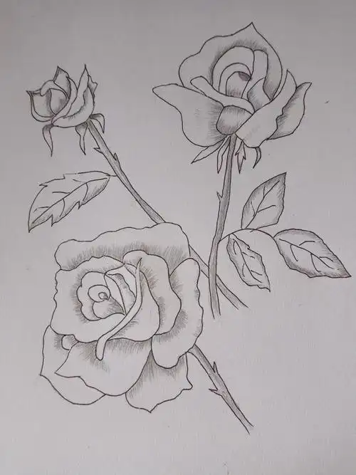 月季花(自学绘画第四天) - 简书