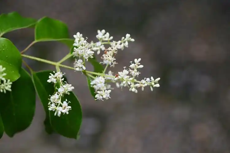 古猗园女贞花盈满树