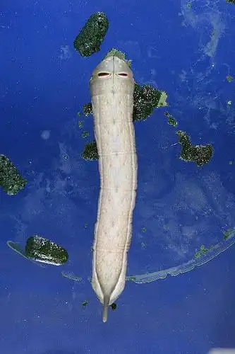 星点斜纹天蛾 0041 星点斜纹天蛾 theretra boisduvalii (bugnion)