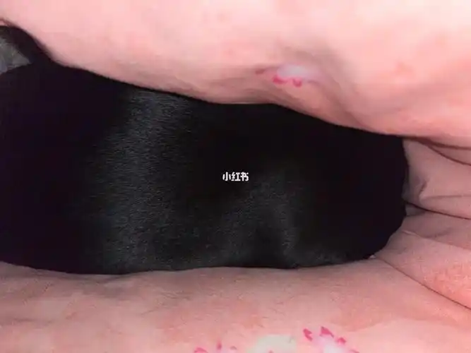 大海参还在睡觉床上散落着几根海参毛06