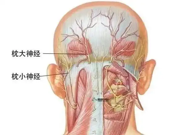 后枕部和颈部的感觉是由第1,2,3对颈神经支配,第2颈神经后支构成枕大