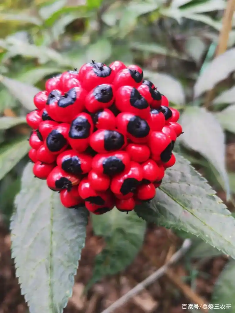 真正的金平黑三七种子与苗图片