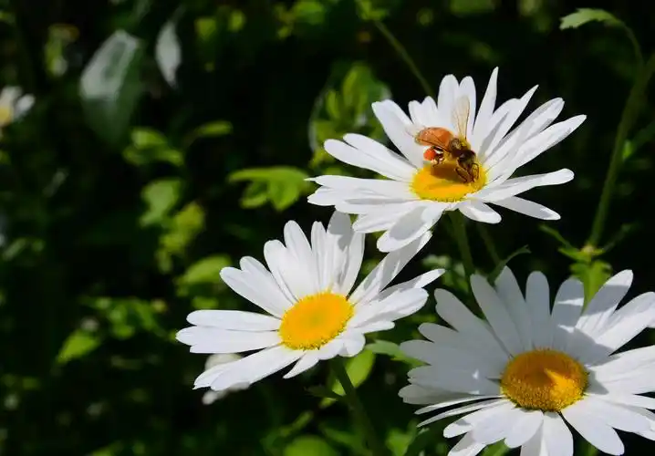 p>大滨菊( i>leucanthemum maximum  /i>(ramood) dc.