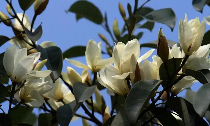 【转载】【原摄】春天绽放的醉香含笑花