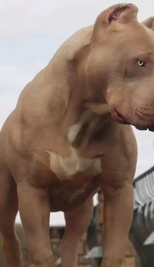 狰狞霸道肌肉发达在国外非常火它们凶狠强壮眼小聚光它们是一群来自