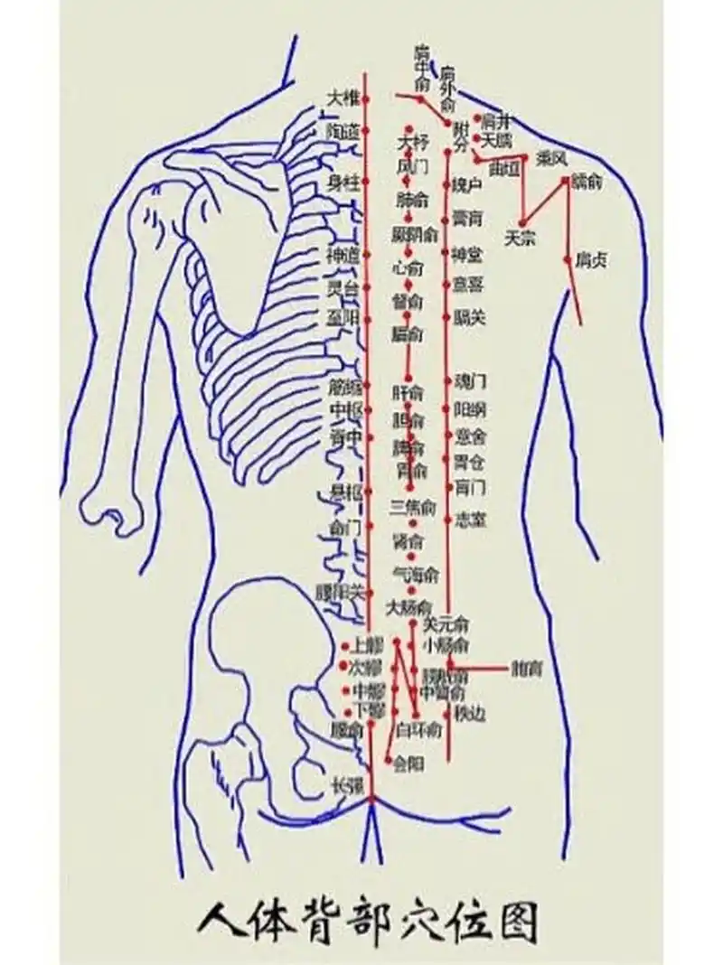 背部是「五脏六腑」反射区6015多疏通按摩很养生 背部按摩可以