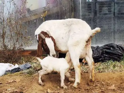 写美篇  没错,我们有爱的幼儿园又新添一只可爱的小羊宝宝.