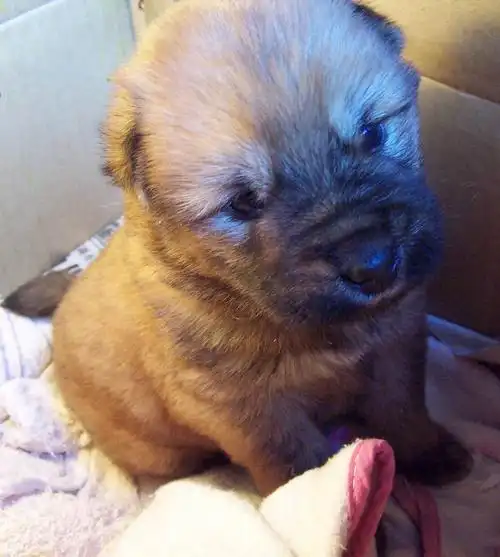 松狮串串来报名