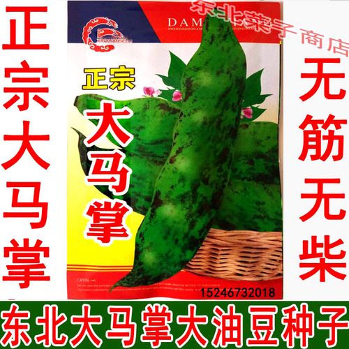 新籽东北油豆种子原厂袋装无筋无柴宽油豆大马掌大油豆角种子
