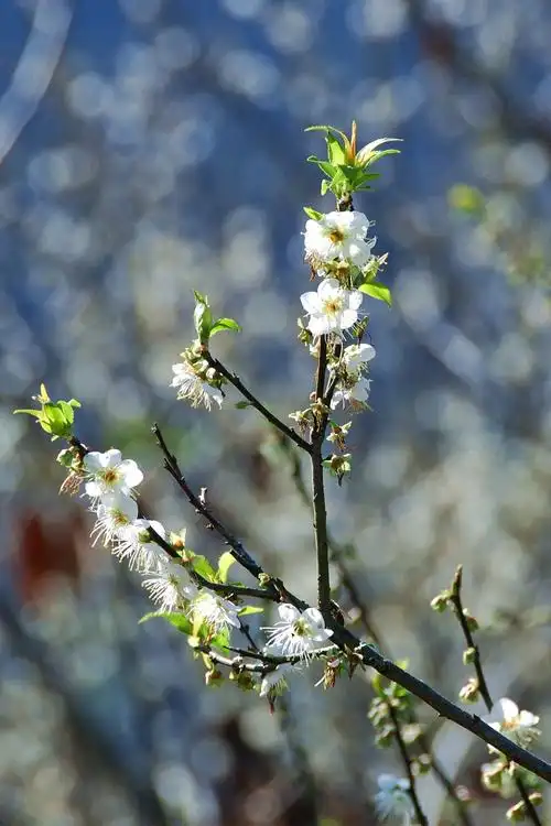 永泰青梅树开花了拍摄于〔2018.1.10