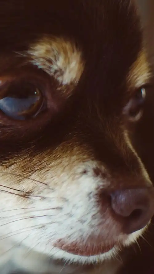 可爱的小狗侧视图,小狗 iphone 壁纸