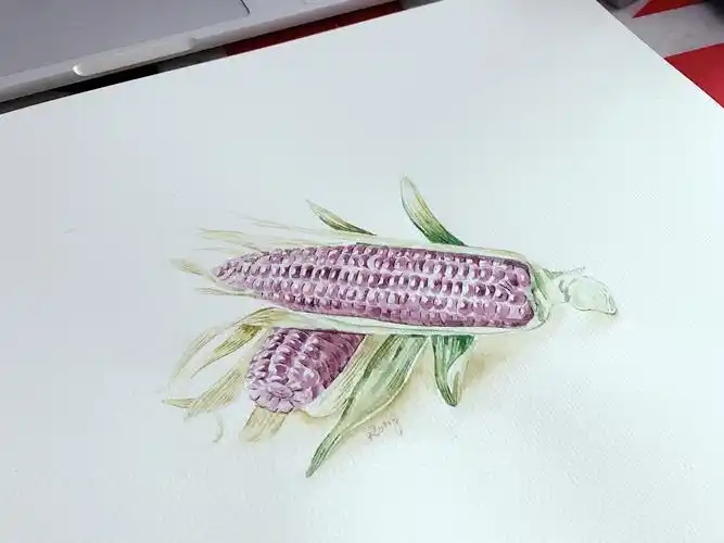 黑玉米水彩