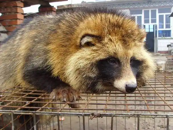 貉子的养殖技术介绍,选择优良的貉子品种