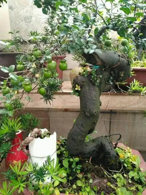 怎样区分野生金弹子盆景的雌雄公母株