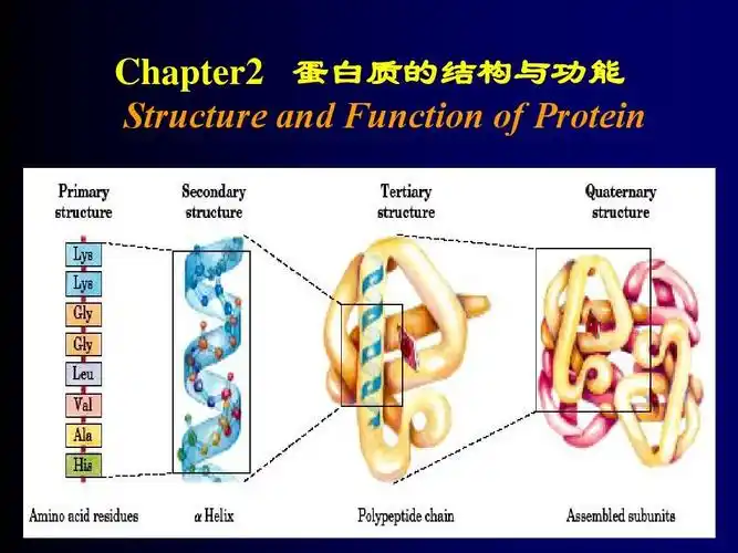 2 蛋白质的结构与功能