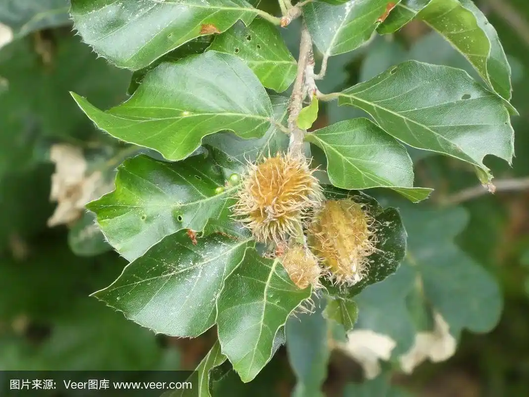 森林中山毛榉树的褐色果实