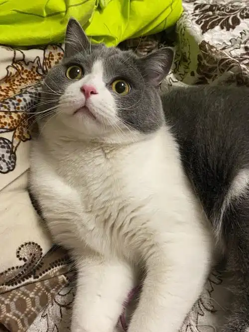 英短蓝白吸吸猪咪