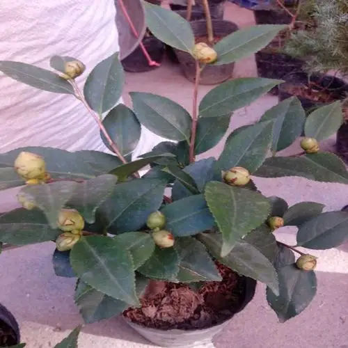 庭院绿化微景观4年茶花苗盆栽山茶花树苗大小苗当年开花批发包邮