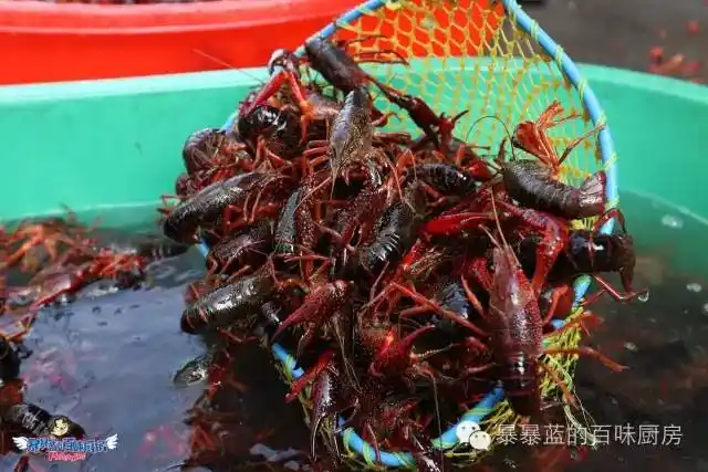 福利喽 沈阳小龙虾中的巨无霸,吃起来有多过瘾你知道吗?