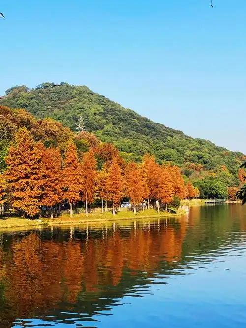 杭州冬天小众景点湘湖红杉林