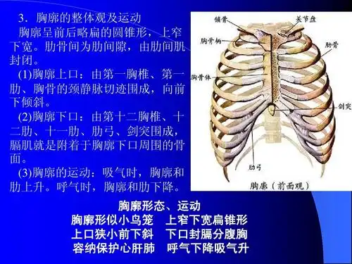 人体系统解剖学ppt
