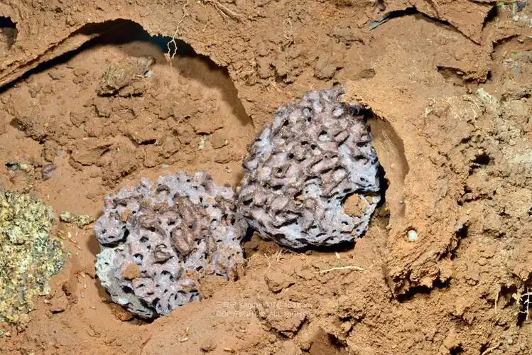 白蚁的蚁巢(圆球形的是菌圃)