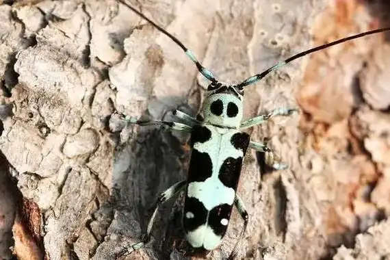 大胡麻天牛体长18-20mm,全身为白色,黑色,褐色横向相间排列的杂乱斑纹