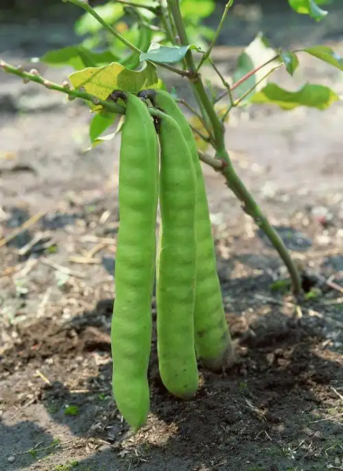 无人,农田,竖图,室外,特写,白天,正面,庄稼,农作物,美景,植物,豆,蔬菜