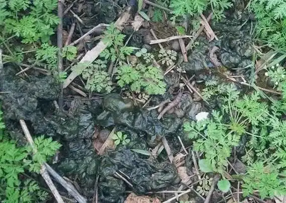 这个木耳为什么长在地上?它能吃吗?会不会有毒呀?#大自然的馈 - 抖音