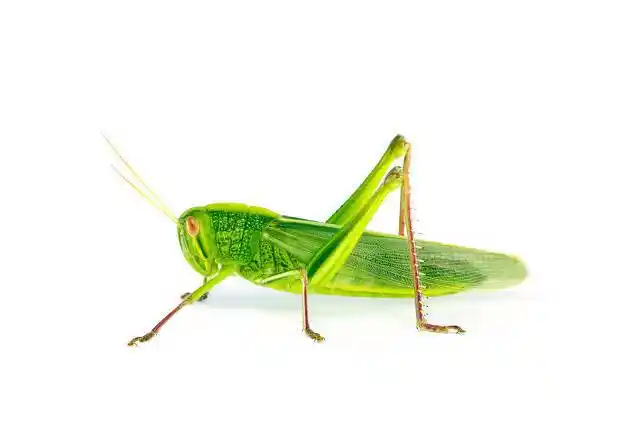 蝗虫是不完全变态昆虫.包括卵,成虫,若虫三个阶段.蝗虫,属直翅目,包