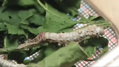 高清实拍二龄蚕蜕皮01