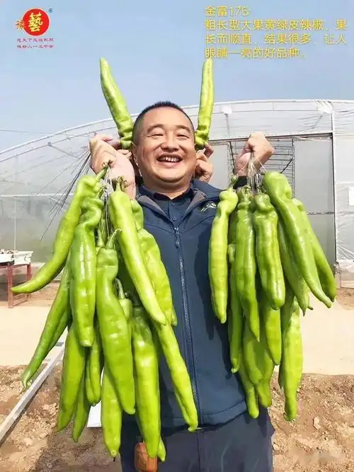 耐热又抗病的辣椒新品种亩产可达15000斤