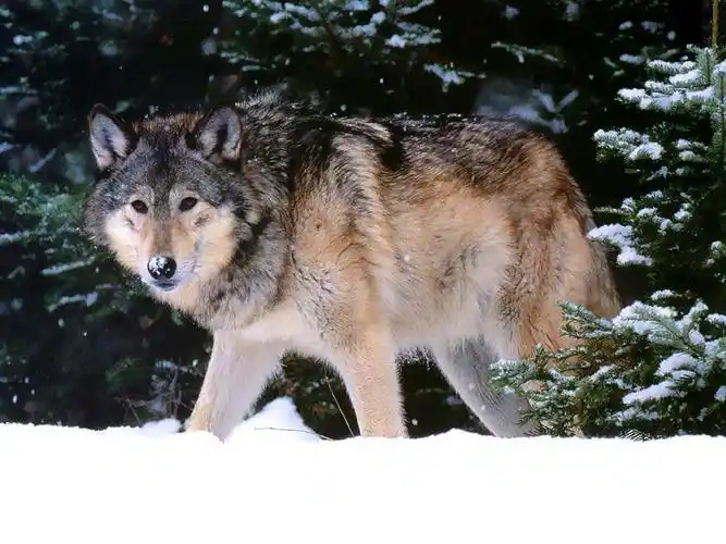 最大的犬科动物(世界最大的犬科动物高加索犬)