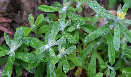 善由心生青米果