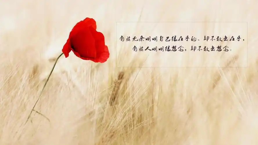 9/9张图片 伤感图片 花海 美景图片 说说图片 无奈 带字 伤感 花海