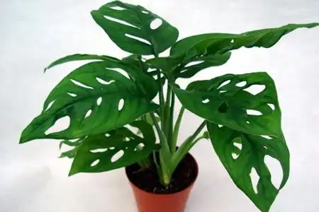 风水植物 龟背竹的风水作用