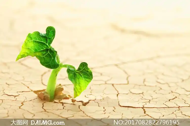 干旱地面上长出的绿叶幼苗高清图片