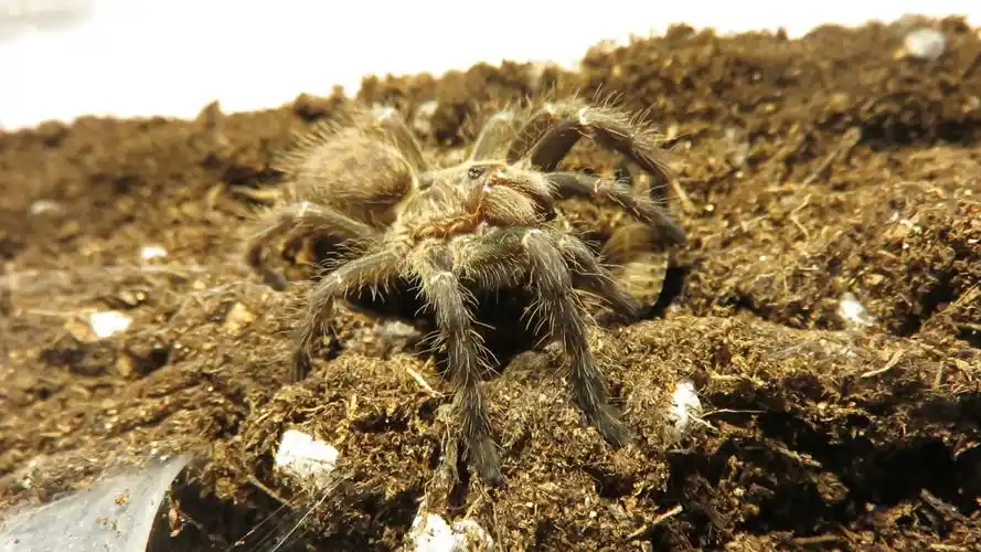 斜角巴布近距离