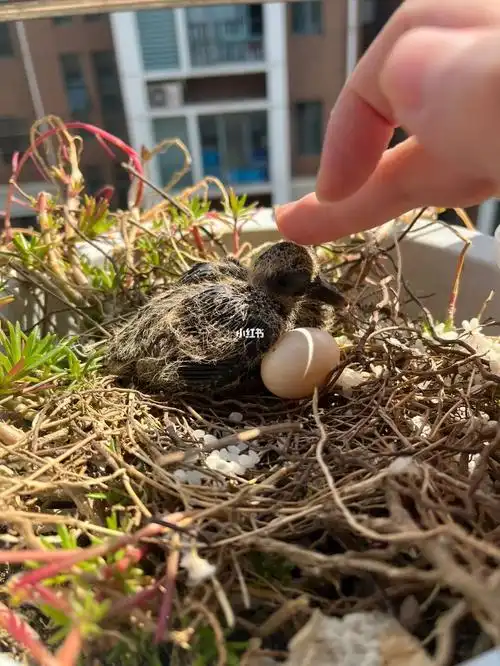 斑鸠蛋孵化有一只蛋失败了呜呜呜