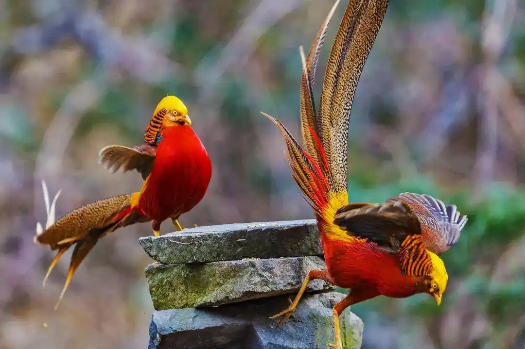 非法猎捕售卖红腹锦鸡破坏国家野生动物资源被判赔