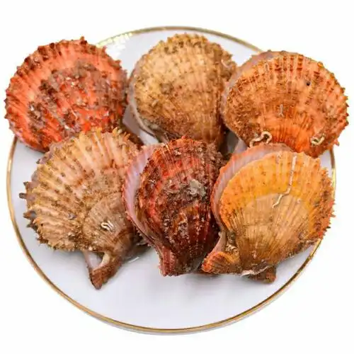 美之味扇贝鲜活新鲜港湾贝栉孔扇贝带壳活扇贝刺贝新鲜扇贝海捕贝类