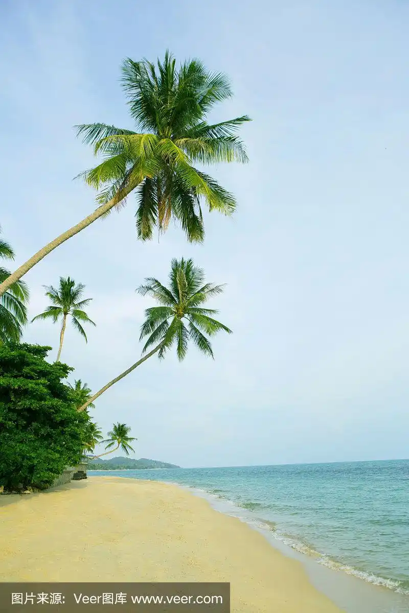 美丽的海滩,椰子树.