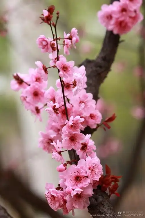 经过正常修剪的美人梅,最多一株可开花450朵,花开浅紫花色浓而不艳,冷