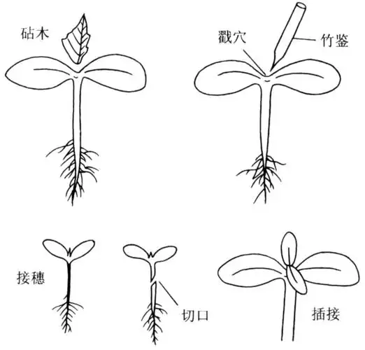 怎样育黄瓜嫁接苗?